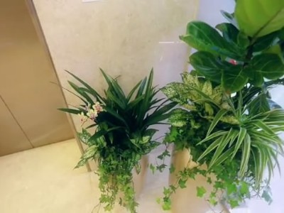 西麗辦公室員工裝修-綠植租賃案例 辦公室裝修綠植租賃