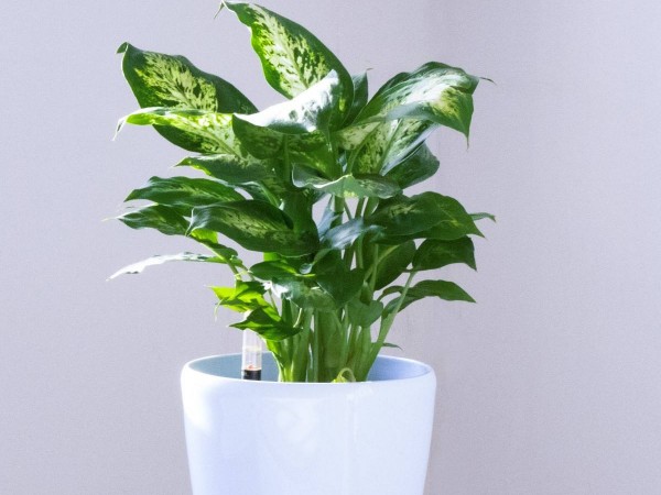 辦公室改造裝修-綠植租賃【銀皇后】(紫砂花盆) 辦公室裝修綠植租賃