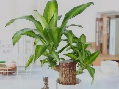 辦公室銷售部空間設(shè)計(jì)-綠植租賃【巴西木】 辦公室裝修綠植租賃