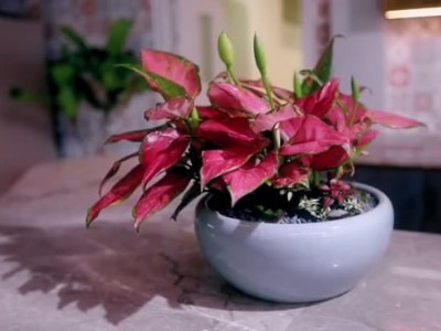 西麗辦公室員工裝修-綠植租賃案例 辦公室裝修綠植租賃