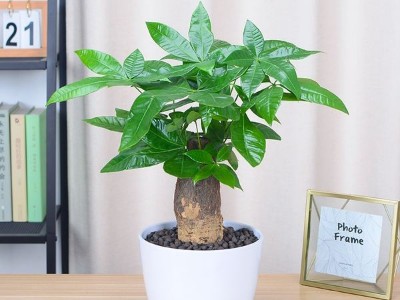 深圳企業(yè)辦公室設計-綠植租賃【發(fā)財樹】 辦公室裝修綠植租賃