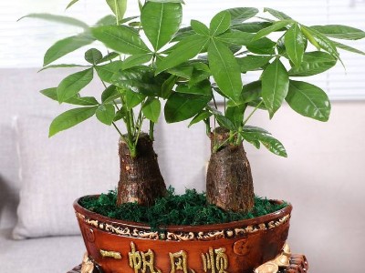 深圳企業(yè)辦公室設計-綠植租賃【發(fā)財樹】 辦公室裝修綠植租賃