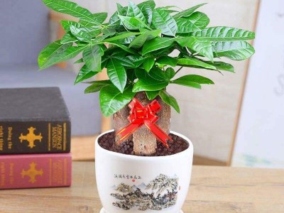 深圳企業(yè)辦公室設計-綠植租賃【發(fā)財樹】 辦公室裝修綠植租賃