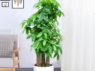 深圳企業(yè)辦公室設計-綠植租賃【發(fā)財樹】 深圳企業(yè)辦公室設計-綠植租賃【發(fā)財樹】