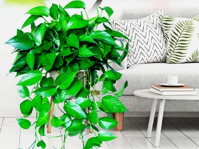 南山辦公室裝修設(shè)計(jì)-綠植租賃【綠蘿】 南山辦公室裝修設(shè)計(jì)-綠植租賃【綠蘿】