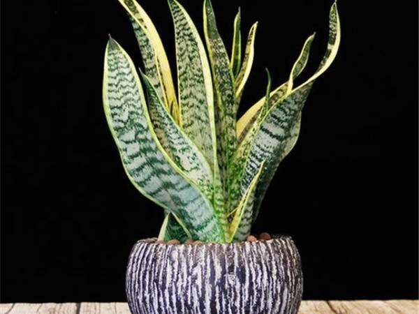 深圳辦公室空間翻新-綠植租賃【虎皮蘭】 辦公室裝修綠植租賃