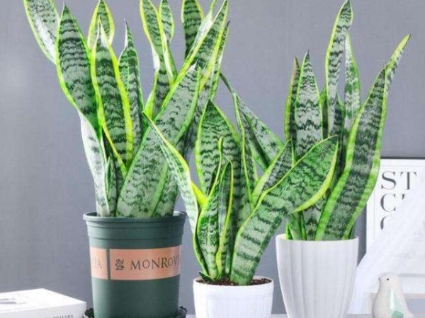 深圳辦公室空間翻新-綠植租賃【虎皮蘭】 深圳辦公室空間翻新-綠植租賃【虎皮蘭】