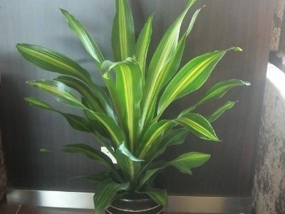 深圳辦公室設(shè)計(jì)裝修-綠植租賃【也門(mén)鐵】 辦公室裝修綠植租賃