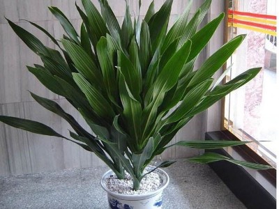 深圳辦公室設(shè)計(jì)裝修-綠植租賃【也門(mén)鐵】 辦公室裝修綠植租賃