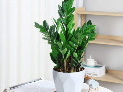 寶安辦公室設計裝修-綠植租賃【金錢樹】(象牙白陶瓷盆裝) 辦公室裝修綠植租賃